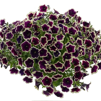 Petunia - Cascadias&trade; 'Rim Magenta'
