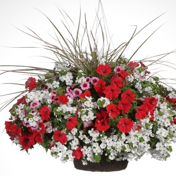 Calibrachoa - Superbells&reg; 'Strawberry Punch&trade;'