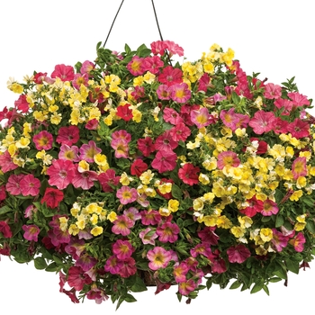Calibrachoa - Superbells&reg; 'Sweet Tart&trade;'