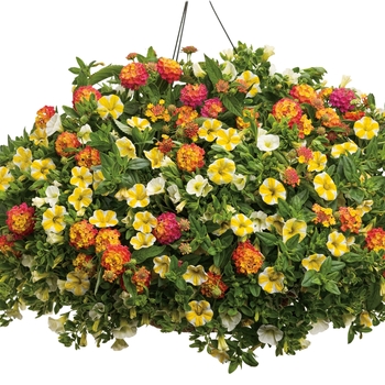 Calibrachoa - Superbells&reg; 'White'