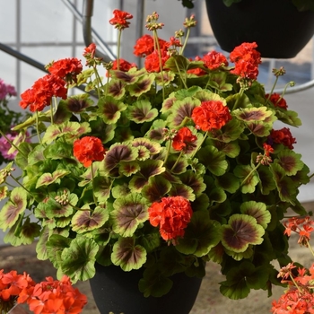 Pelargonium x hortorum - 'Brocade Fire' Zonal Geranium