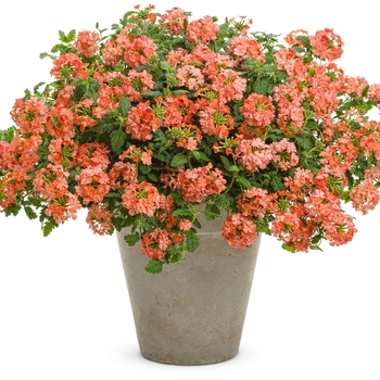 Verbena - Superbena Royale® 'Peachy Keen'