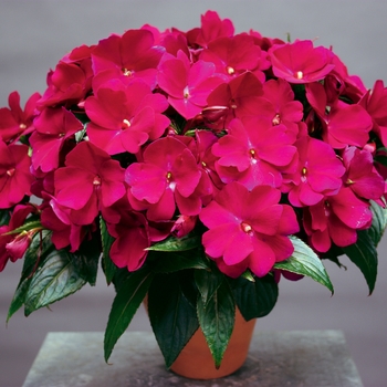 Impatiens hawkeri (New Guinea impatiens) - Sonic® 'Sweet Purple'