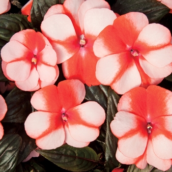 Impatiens hawkeri (New Guinea impatiens) - Sonic® 'Sweet Orange'