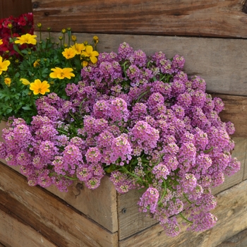 Lobularia - 'Raspberry Stream™' Sweet Alyssum