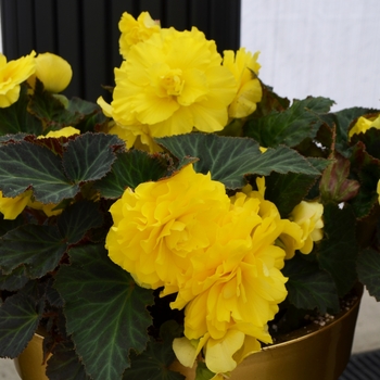 Begonia x tuberhybrida (Tuberous Begonia) - Nonstop® 'Yellow'