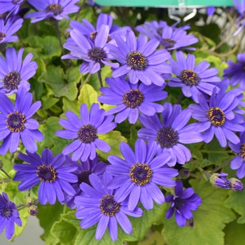 Pericallis (Cineraria) - Primavera™ 'Navy Blue'