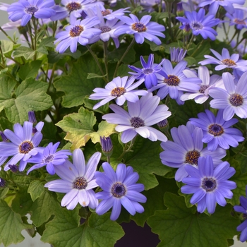 Pericallis (Cineraria) - Primavera™ 'Denim'