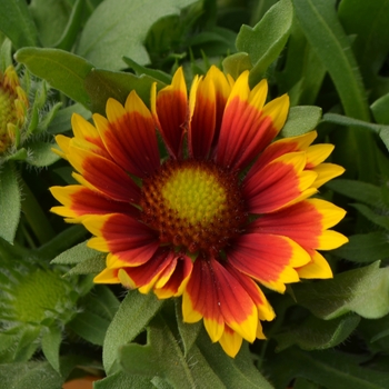 Gaillardia x grandiflora (Blanket Flower) - Galya™ 'Wild Fire'