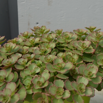 Sedum spurium - 'Elizabeth' Stonecrop