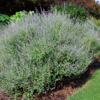 Perovskia atriplicifolia - 'Crazy Blue' Russian Sage