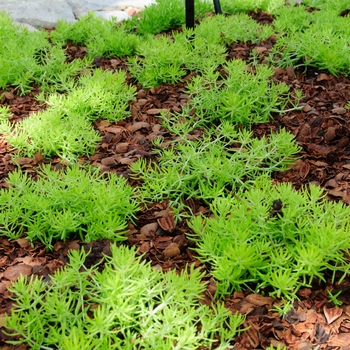 Sedum mexicanum - 'Lemon Coral®' Stonecrop