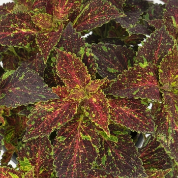 coleus - Main Street 'Michigan Avenue'