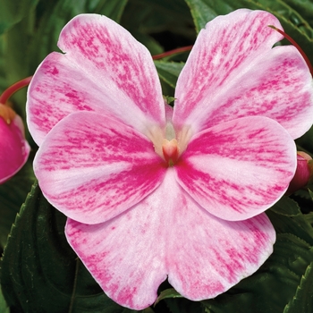 Impatiens hawkeri (New Guinea Impatiens) - Sonic® 'Magic Pink'