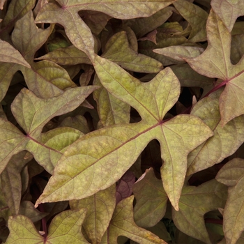 Ipomoea batatas (Sweet Potato Vine) - Sidekick™ 'Heart Bronze'