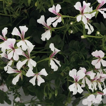 Pelargonium peltatum - 'Cascade White' Ivy Geranium