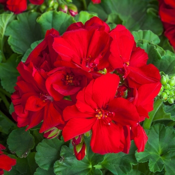 Pelargonium (Interspecific Geranium) - Calliope® Medium Red