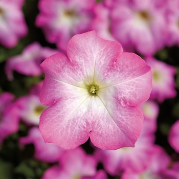 Petunia grandiflora - TriTunia™ 'Pink Morn'