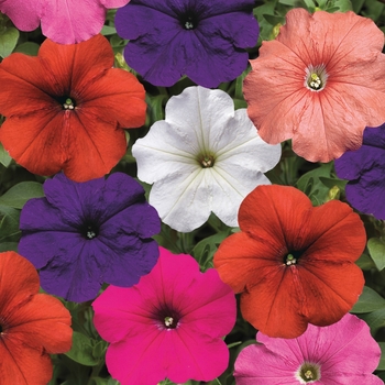 Petunia multiflora - Hurrah™ 'Mix'