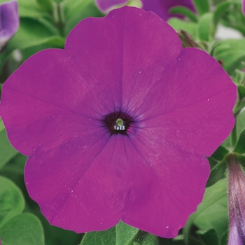 Petunia multiflora - Hurrah™ 'Lavender Tie Dye'