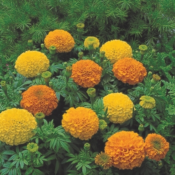 Tagetes erecta (Marigold) - Inca II™ 'Mix'