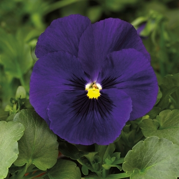 Viola x wittrockiana (Pansy) - Delta™ Premium 'Deep Blue'