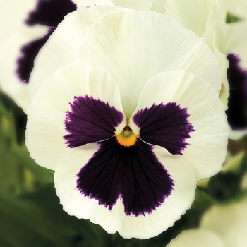 Viola x wittrockiana (Pansy) - Delta™ Premium 'White w/Blotch'