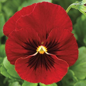 Viola cornuta (Pansy) - Penny™ 'Red Blotch'