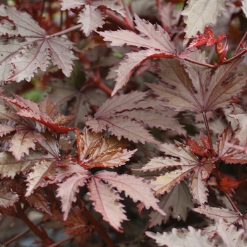 Hibiscus acetosella - 'Mahogany Splendor' Red-leaf Hibiscus