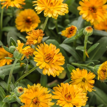 Calendula officinalis (English Marigold) - Lady Godiva® 'Orange'