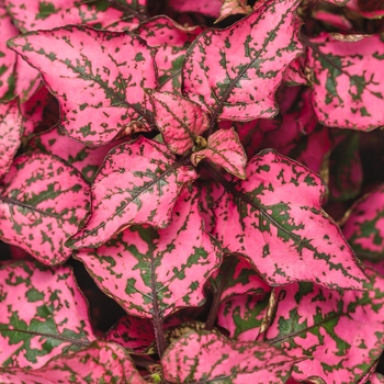 Hypoestes phyllostachya (Polka Dot Plant) - Hippo® 'Rose'