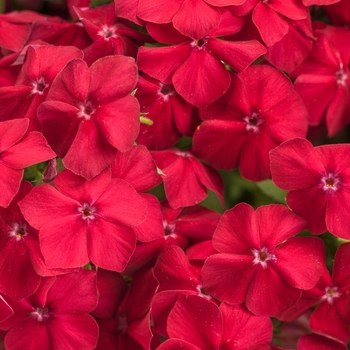 Phlox - Intensia® 'Red Hot'