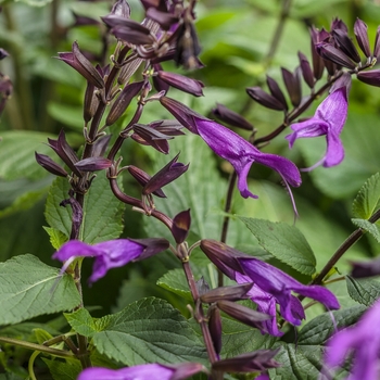 Salvia - Rockin'® 'Deep Purple'