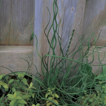 Juncus effusus - 'Curly Wurly' Corkscrew Rush