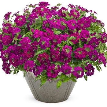 Verbena - Superbena Royale® 'Plum Wine'