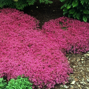 Thymus praecox - 'Coccineus' Red Creeping Thyme