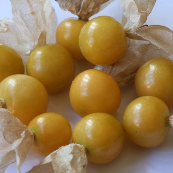 Physalis edulis - 'Little Lanterns' Sweet Ground Cherry