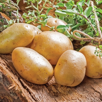 'Kennebec' Potato -Solanum tuberosum