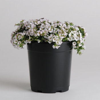 Gypsophila cerastioides - 'Pixie Splash' Baby's Breath