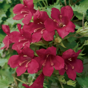 Lophospermum - Lofos® 'Wine Red'