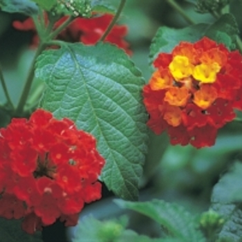 Lantana camara - 'Dallas Red'