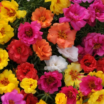 Portulaca grandiflora (Moss Rose, Purslane) - Happy Hour™ 'Mix'