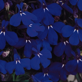 Lobelia erinus - Riviera 'Midnight Blue'