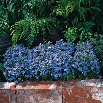 Lobelia erinus - Riviera 'Sky Blue'