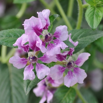 Cuphea hyssopifolia - Lavender Mexican Heather