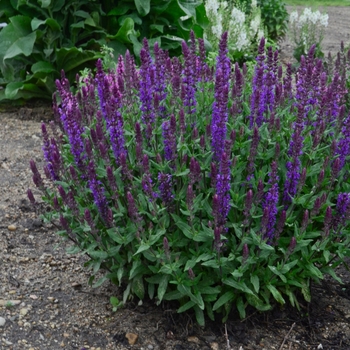 Salvia nemorosa - 'New Dimension Blue' Meadow Sage