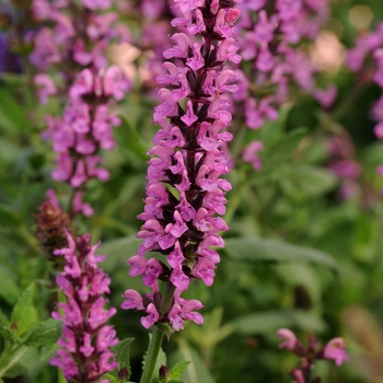 Salvia nemorosa - 'New Dimension Rose' Meadow Sage