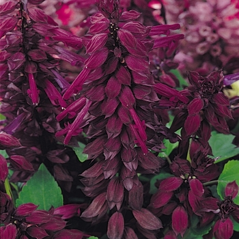 Vista™ 'Purple' -Salvia splendens