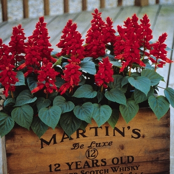 Salvia splendens (Scarlet Sage) - Vista™ 'Red'