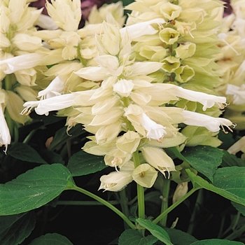 Salvia splendens (Scarlet Sage) - Vista™ 'White'